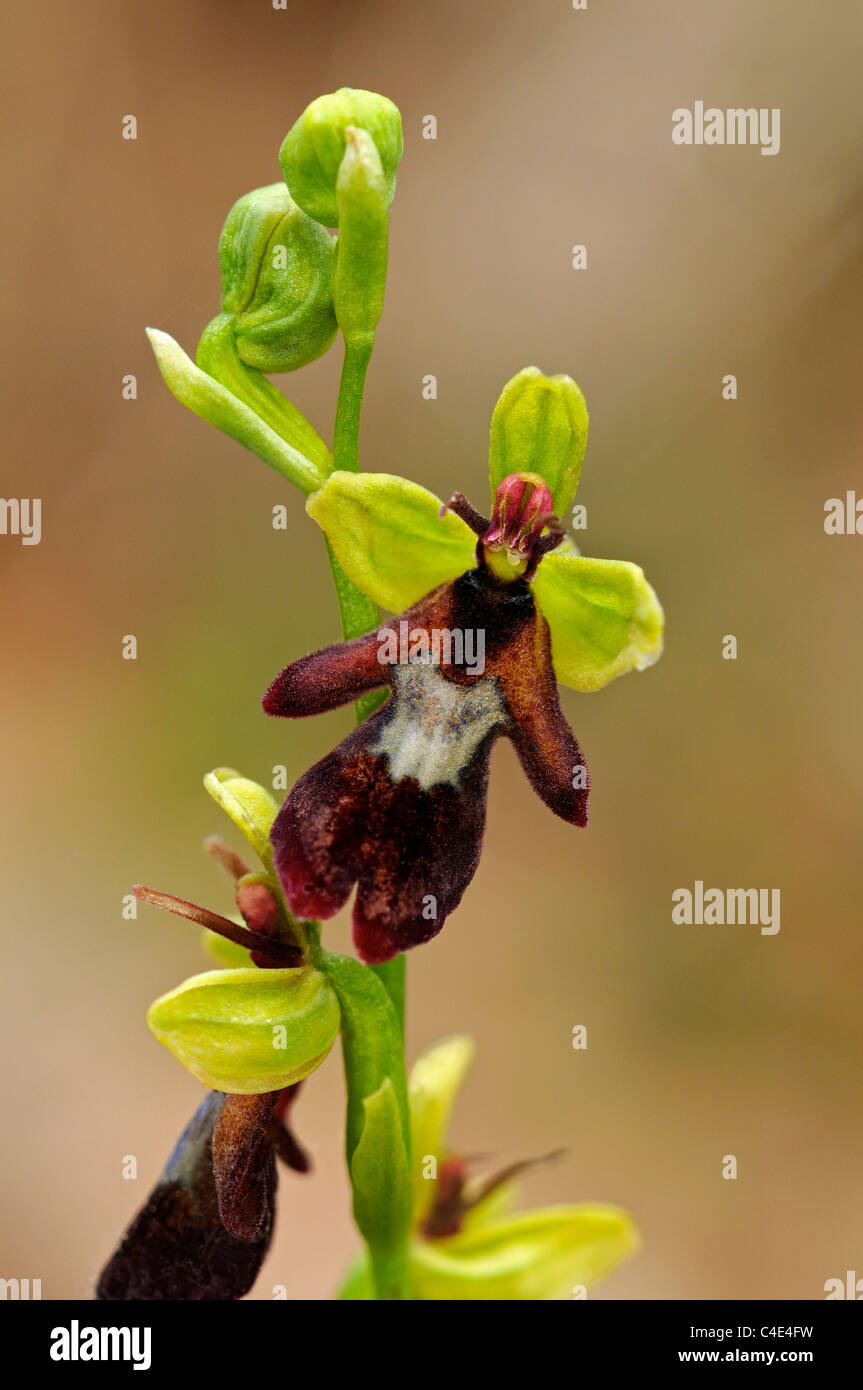 Fliegen Sie, Orchidee, Ophrys Insectifera, terrestrische Orchidee Orchidaceae Stockfoto