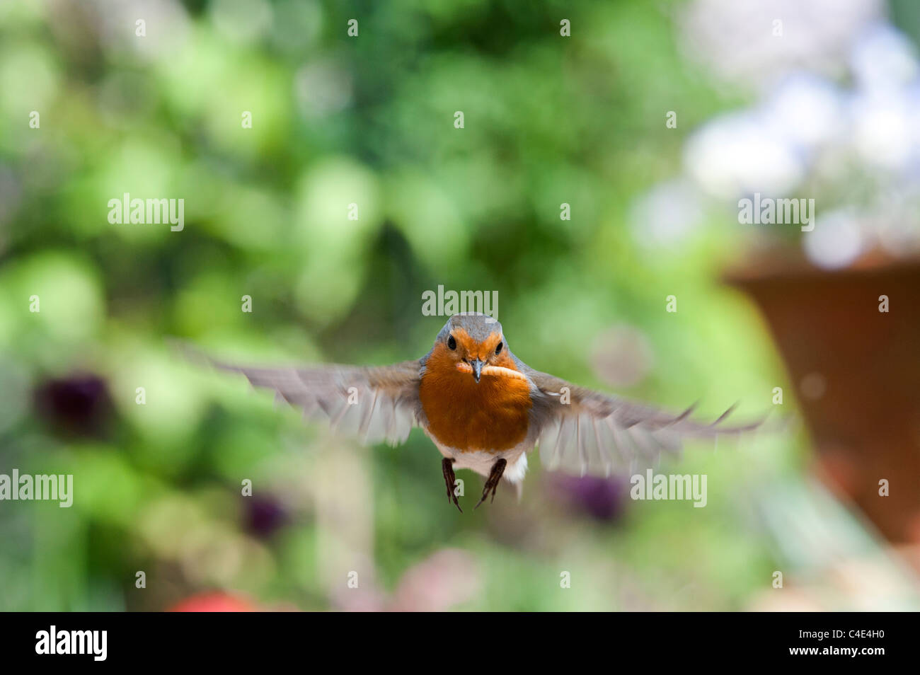 Robin im Flug Landung mit Mehlwürmern in seinem Schnabel. Großbritannien Stockfoto