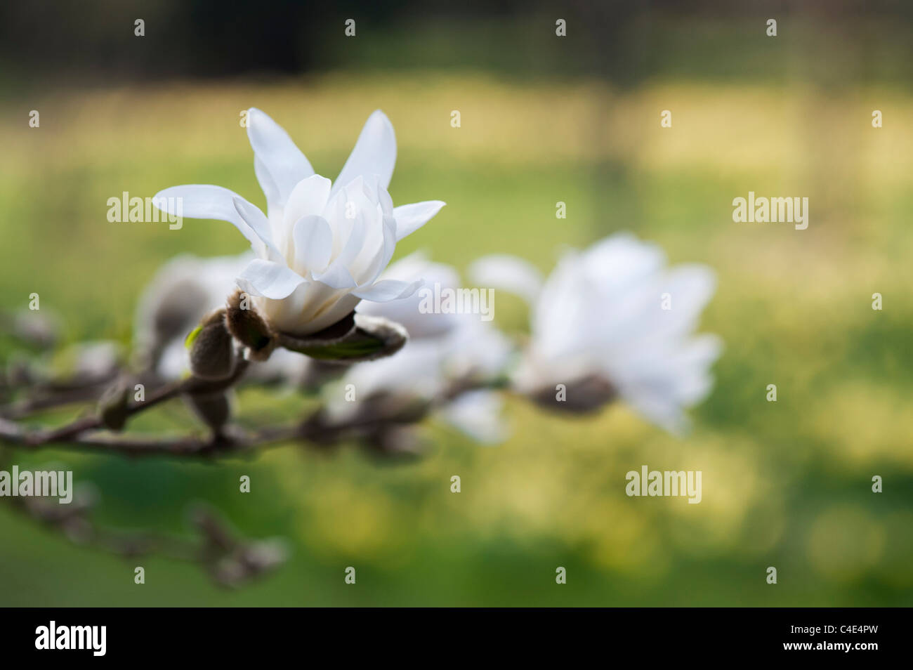 Magnolia Stellata Blume Stockfoto