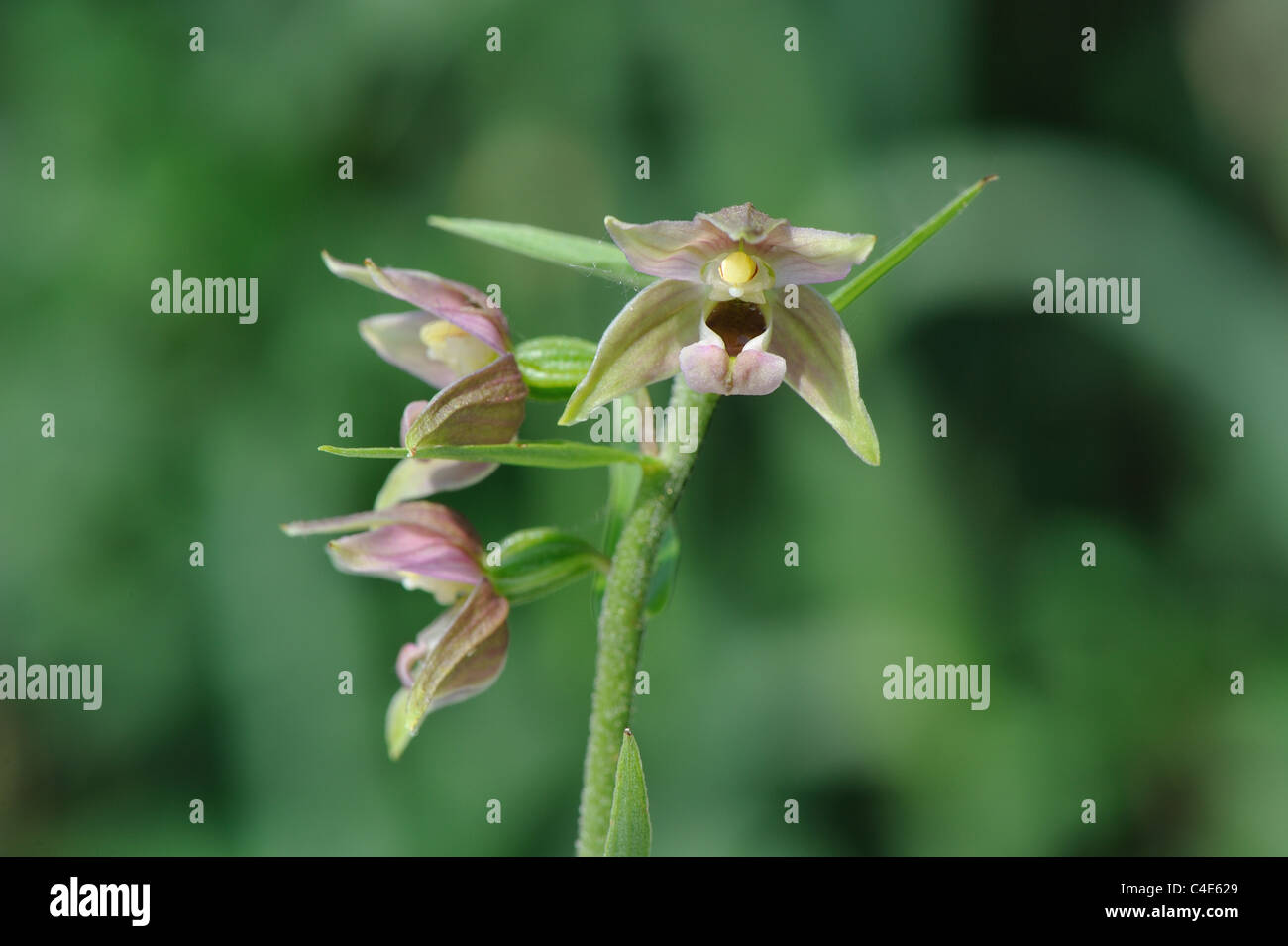 Breitblättrigen Helleborine (Epipactis Helleborine) blühen im Frühling Stockfoto