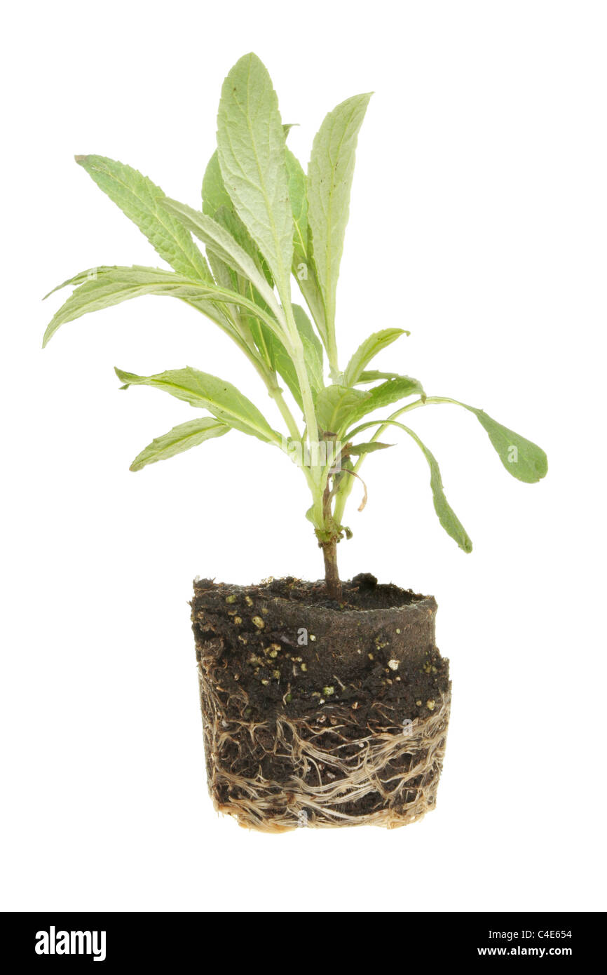 Sämling Stecker Pflanze isoliert gegen weiß Stockfoto