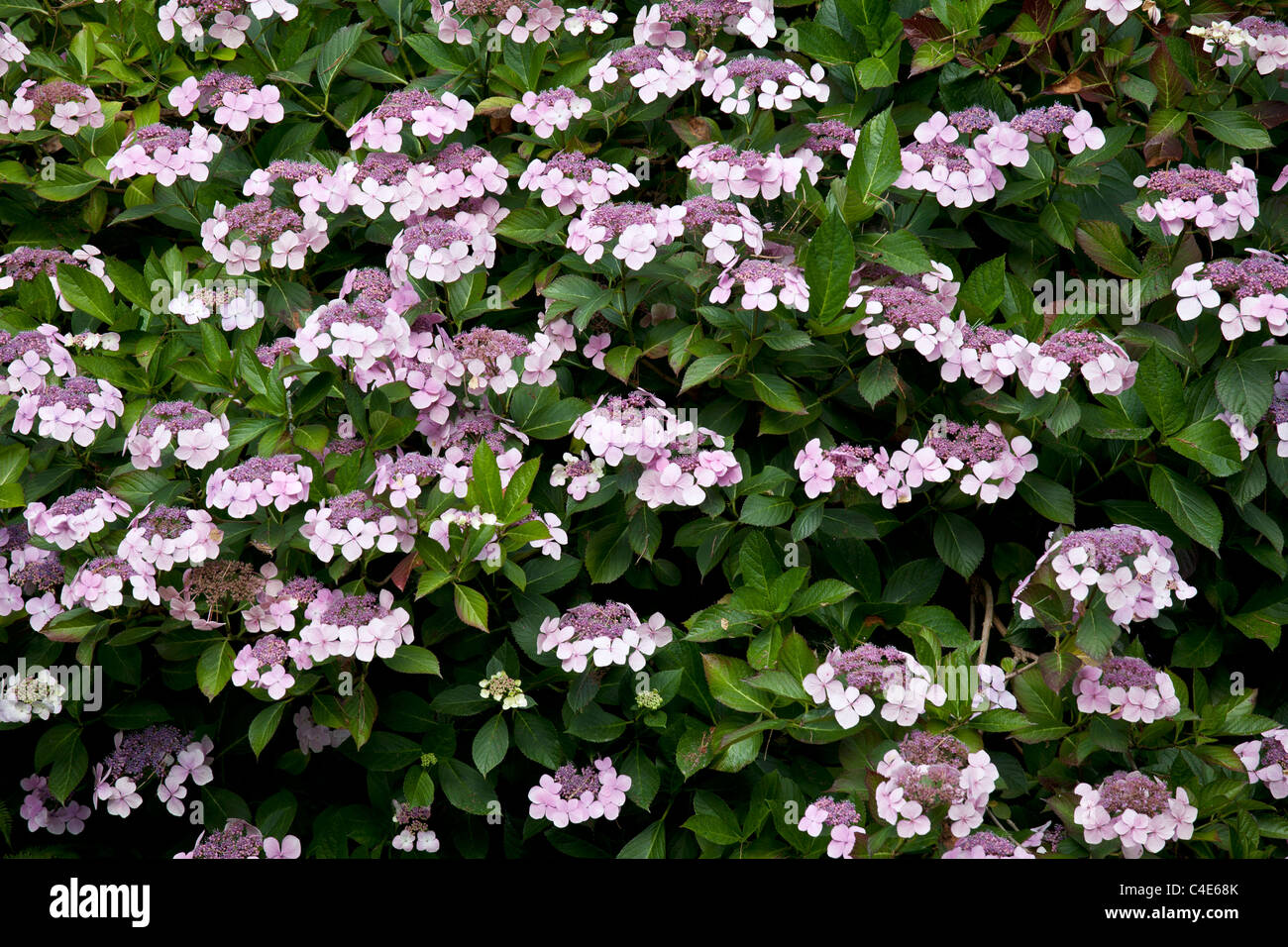 Lacecap-Hortensien Blumen Stockfoto