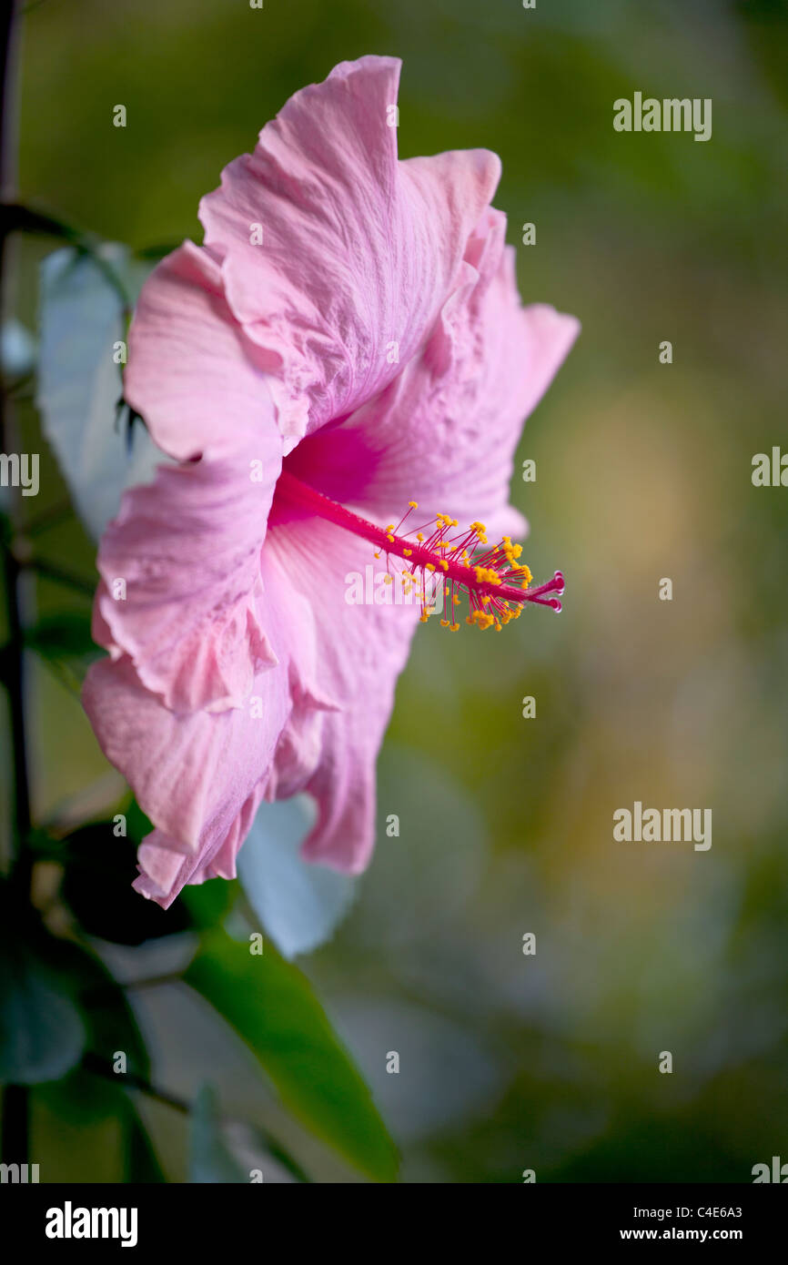 Hibiskusblüte Stockfoto
