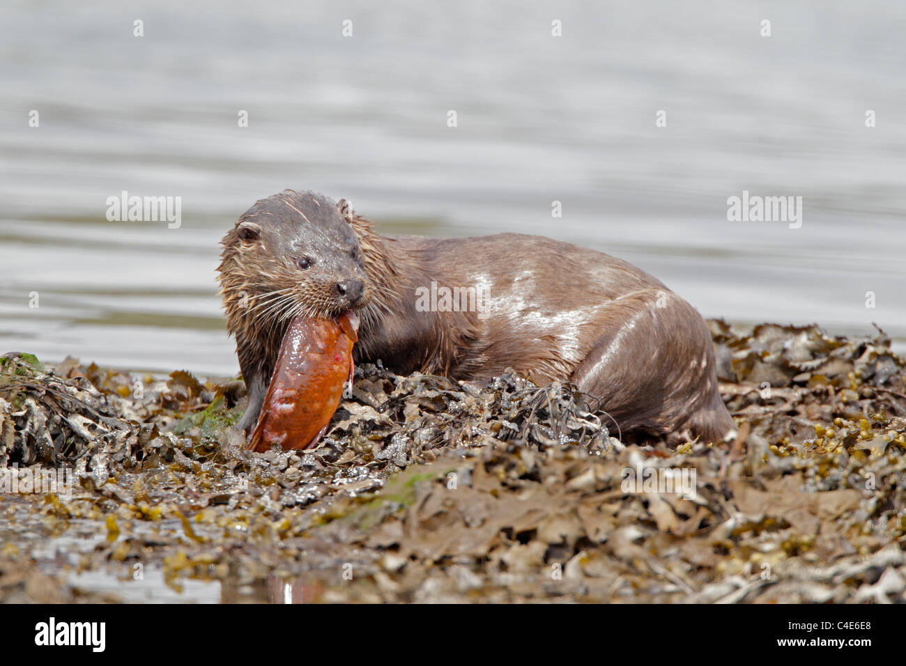 Wilde Otter Fisch Essen auf eine Algen bedeckt Ufer auf der Isle of Mull Stockfoto