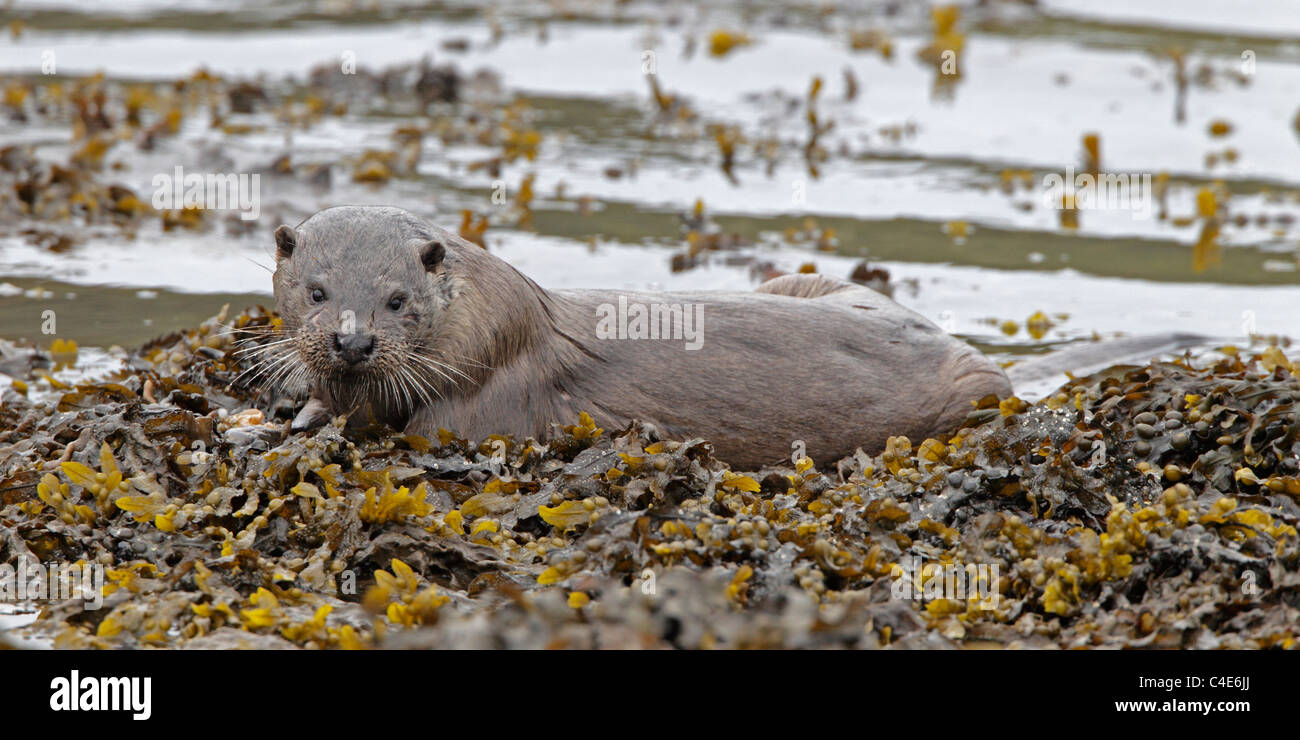 Wilde Otter auf Algen bedeckt Felsen auf der Isle of Mull Stockfoto