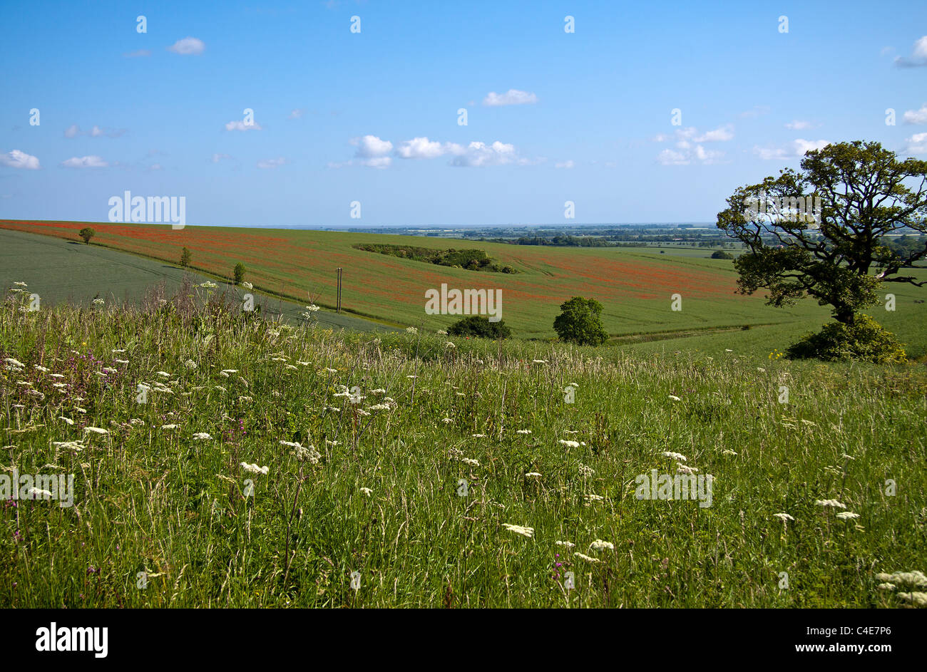 Mohn Mal in Lincolnshire Wolds Stockfoto
