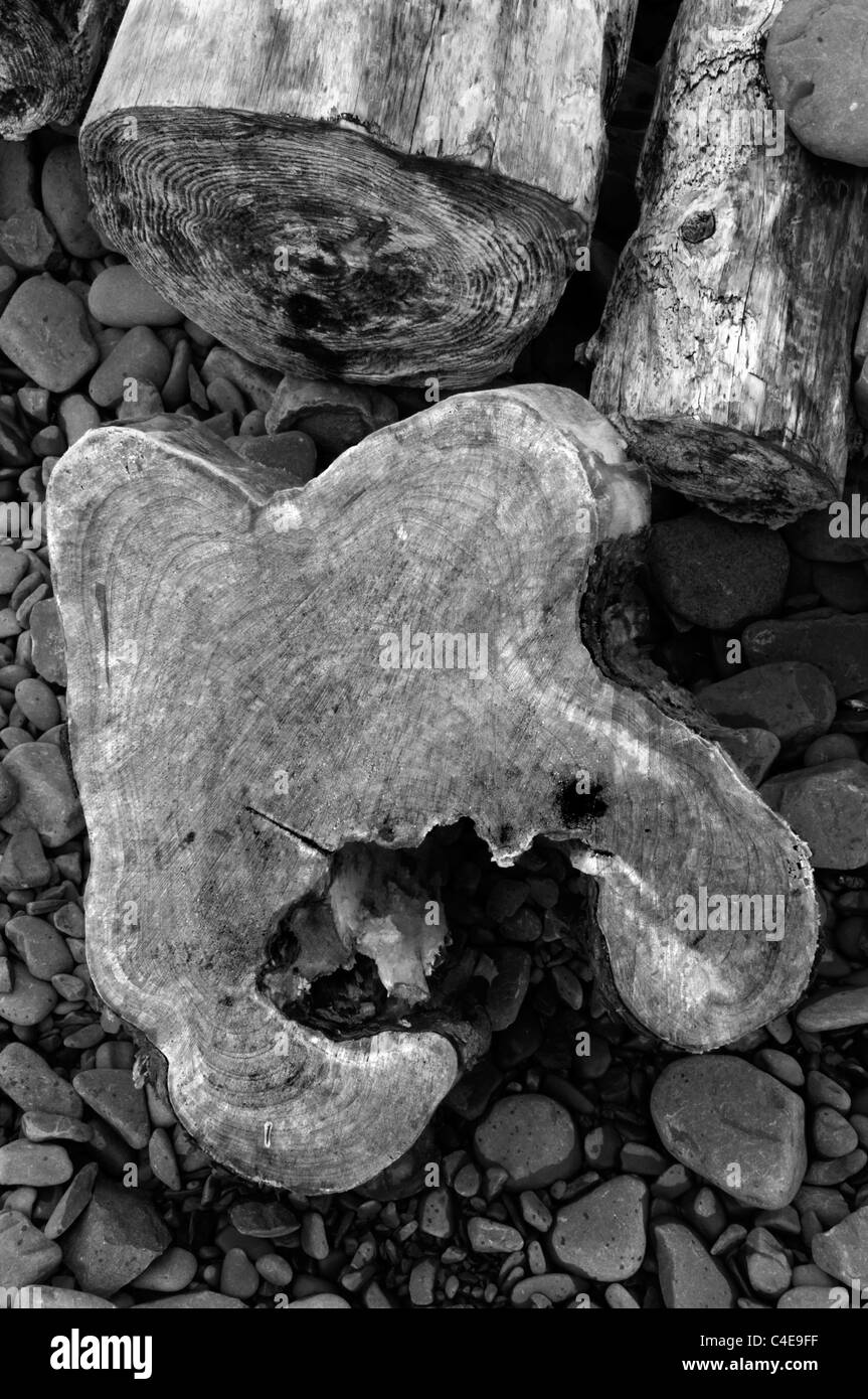 Puzzle-förmigen Treibholz an einem steinigen Strand in schwarz und weiß Stockfoto