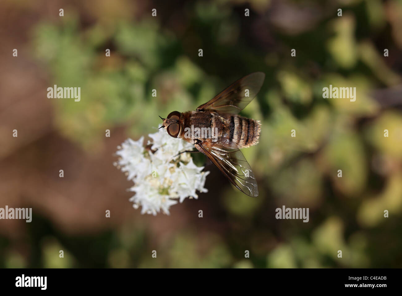 Biene-Fly Familienvilla, Bombyliidae, Nisyros Griechenland Stockfoto