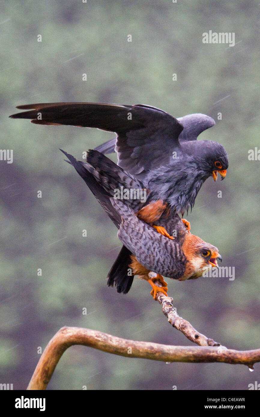 Red-footed Falken Paarung auf Ast Stockfoto