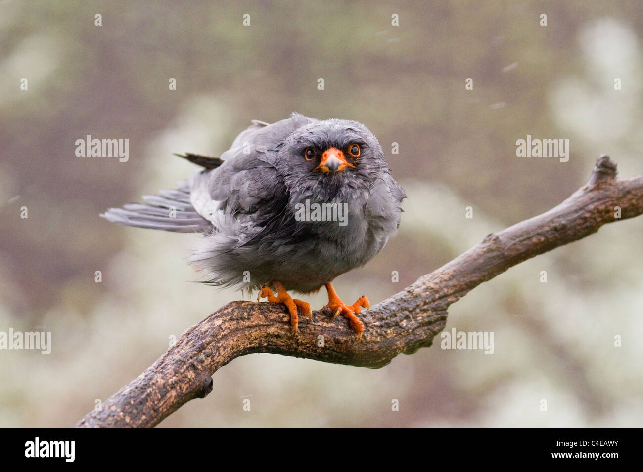 Red-footed Falcon, männliche Darsteller in die Kamera Stockfoto