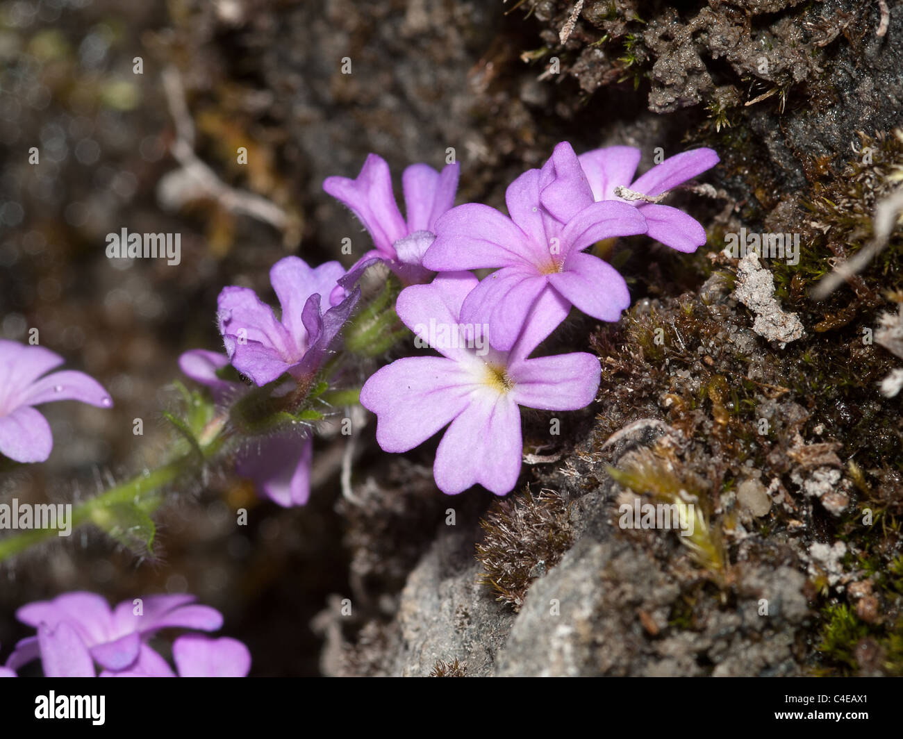 Erinus Alpinus, Fee Faxglove Starflower, horizontale Porträt von rosa Blüten. Stockfoto