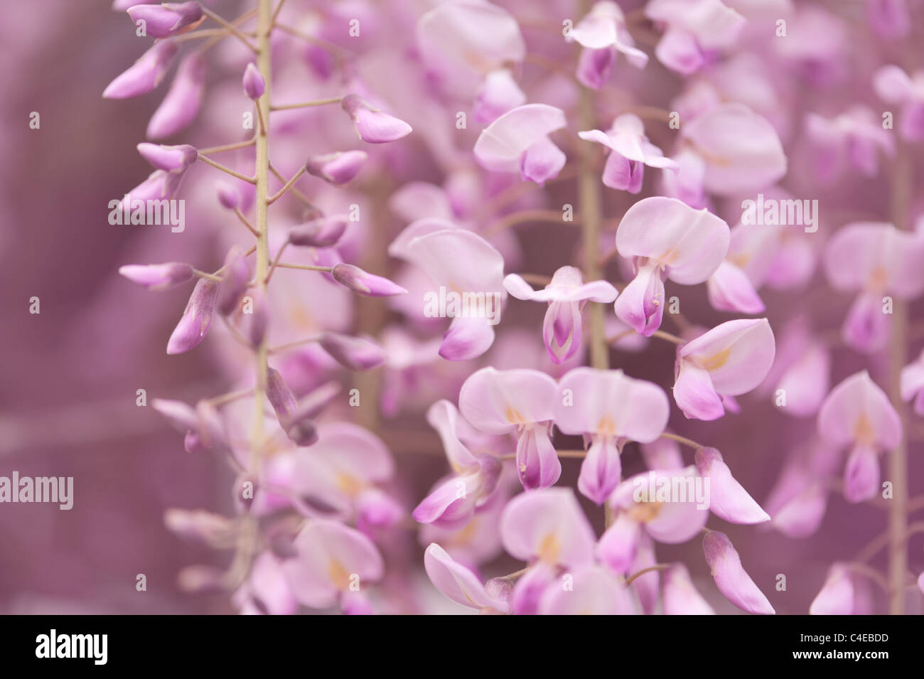 Glyzinien Blüten Nahaufnahme. Flachen DOF Stockfoto