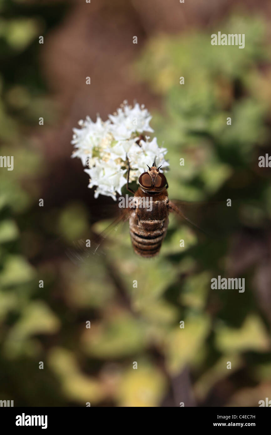 Biene-Fly Familienvilla, Bombyliidae, Nisyros Griechenland Stockfoto