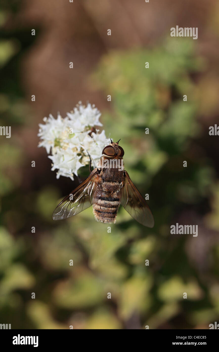 Biene-Fly Familienvilla, Bombyliidae, Nisyros Griechenland Stockfoto