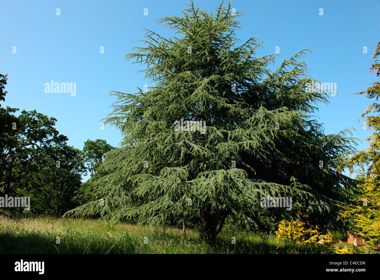 Immergrüner Baum Tanne Baum Wiese Sonne Frühling Stockfoto