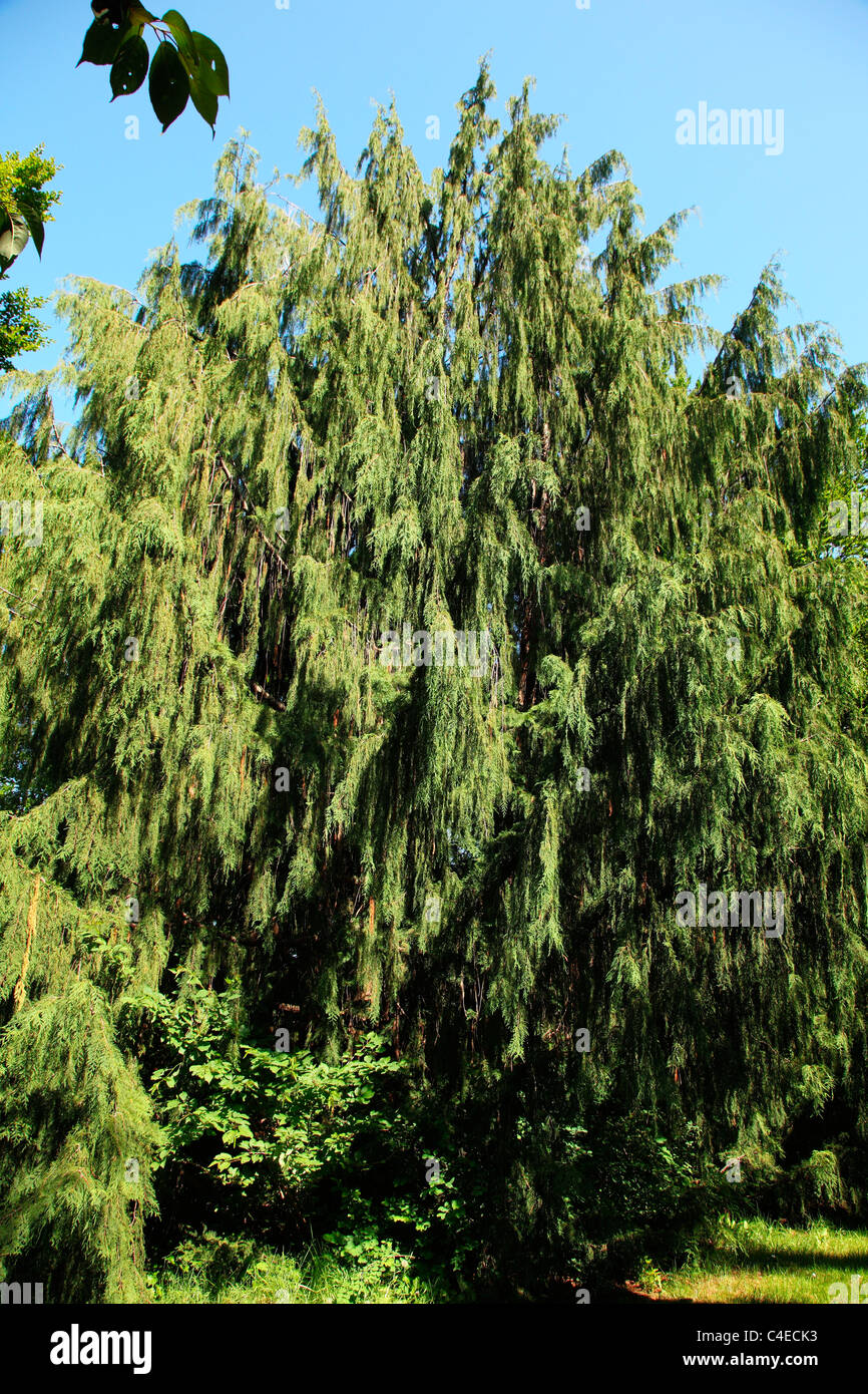 Immergrüner Baum mit Neubildung im Beacon Hill Park Victoria BC Kanada Stockfoto