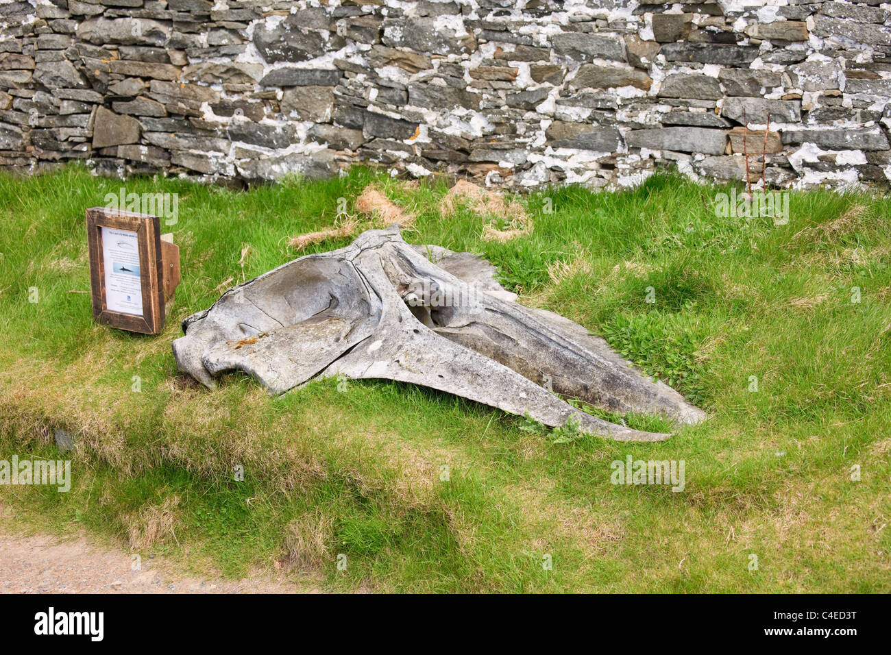 Zwergwal Schädel weisen im Naturschutzgebiet bei Sumburgh, Shetland Islands, Schottland, Großbritannien. Stockfoto