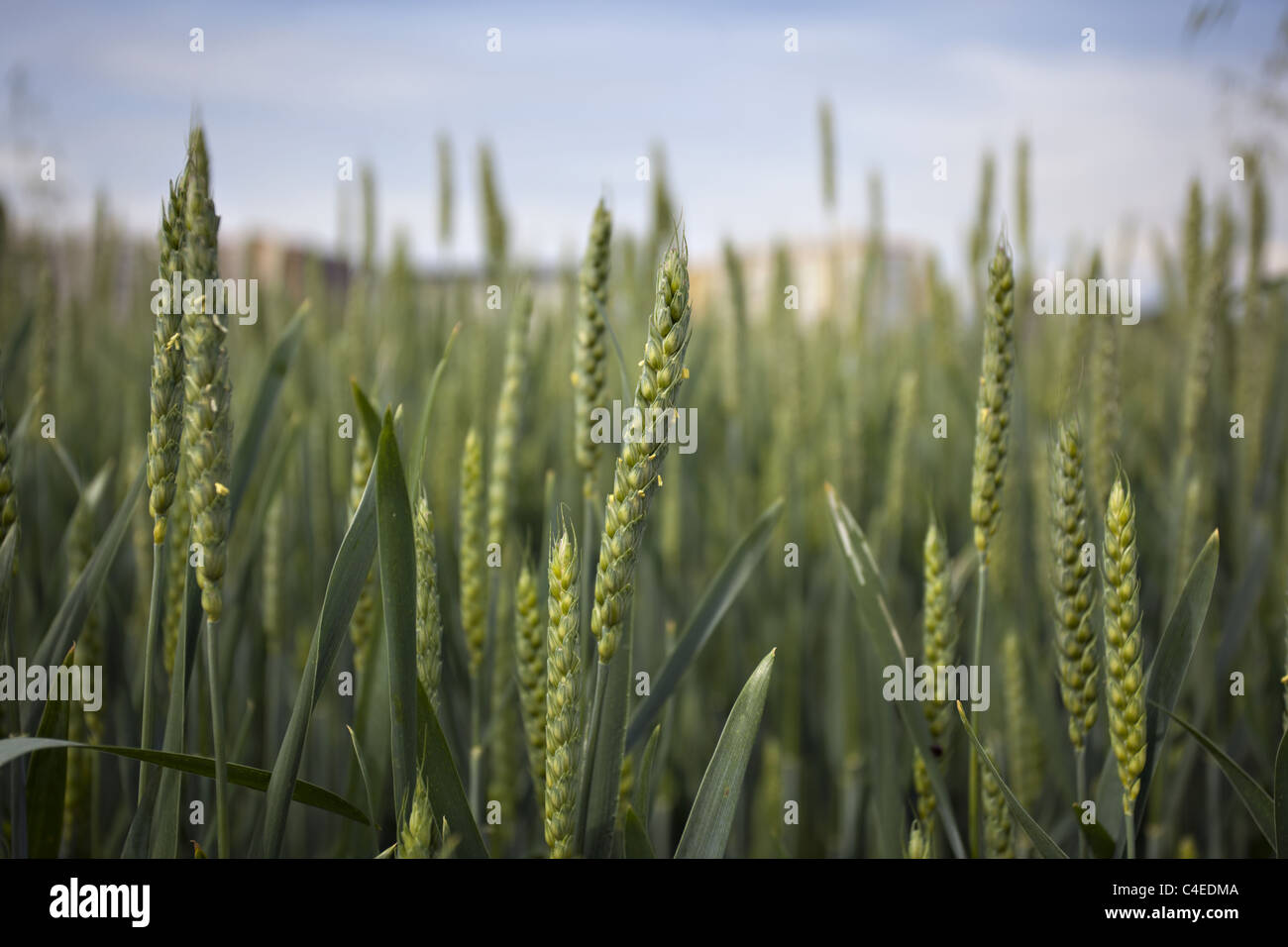 Organischen grünen Weizen Diferent Ansicht Stockfoto