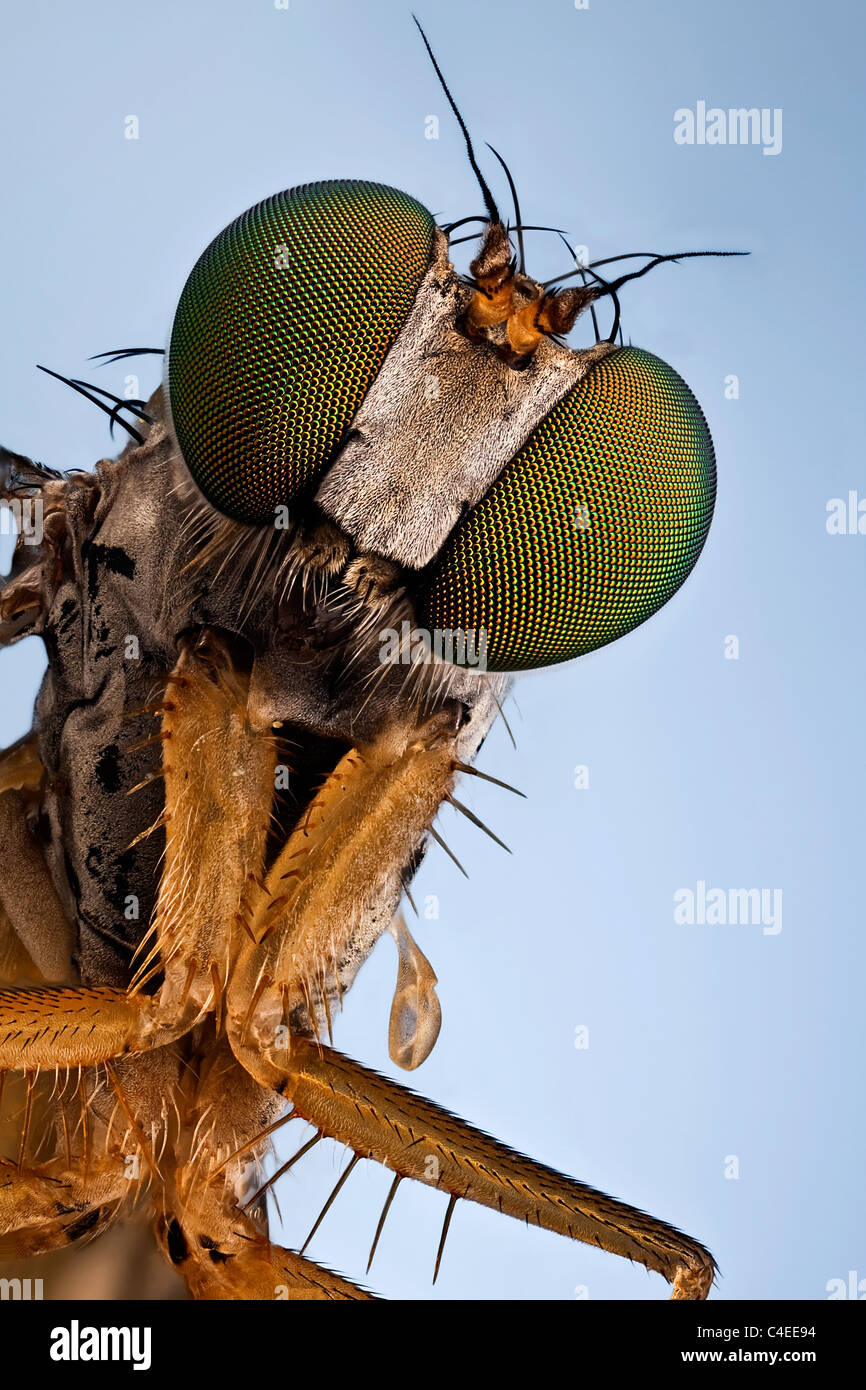 Eine Longlegged Fliege; Sie werden Ihre Aufmerksamkeit mit ihren hellen grünen metallic Augen fangen. Stockfoto