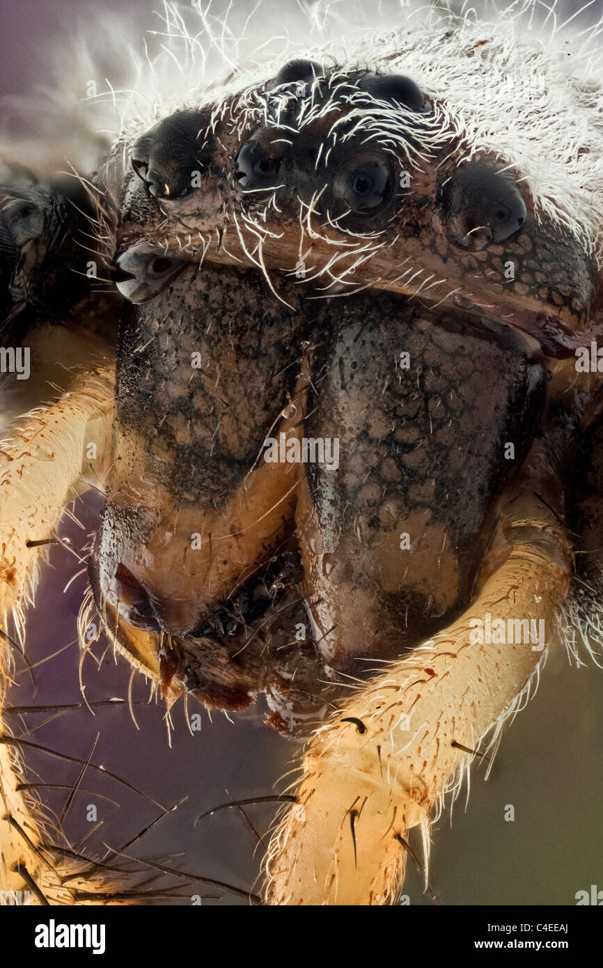 Makro präparierte Probe Studioaufnahme Arachnida Araneae Argiope bruennichi Wespenspinne Argiope bruennichi oder Wespenspinne; wie andere Mitglieder in der Argiope fmily zeigt sie auffällige gelbe und schwarze Markierungen auf ihrem Unterleib. Dies ist eines der beiden in Spanien gefundenen Argiope Stockfoto