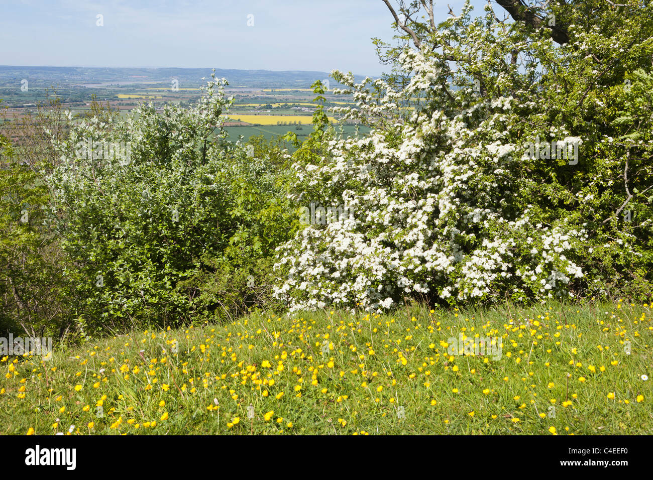 Weißdorn blühen im Frühling neben der Cotswold Weise National Trail auf dem Haresfield Hill, Gloucestershire, England UK Stockfoto
