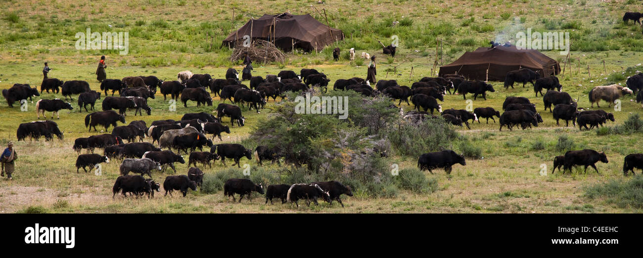 Yak Herde und Nomad Feldlager, Mei Yu (schöne Jade) Grasland zwischen Markam und Dzogong, Tibet. Stockfoto