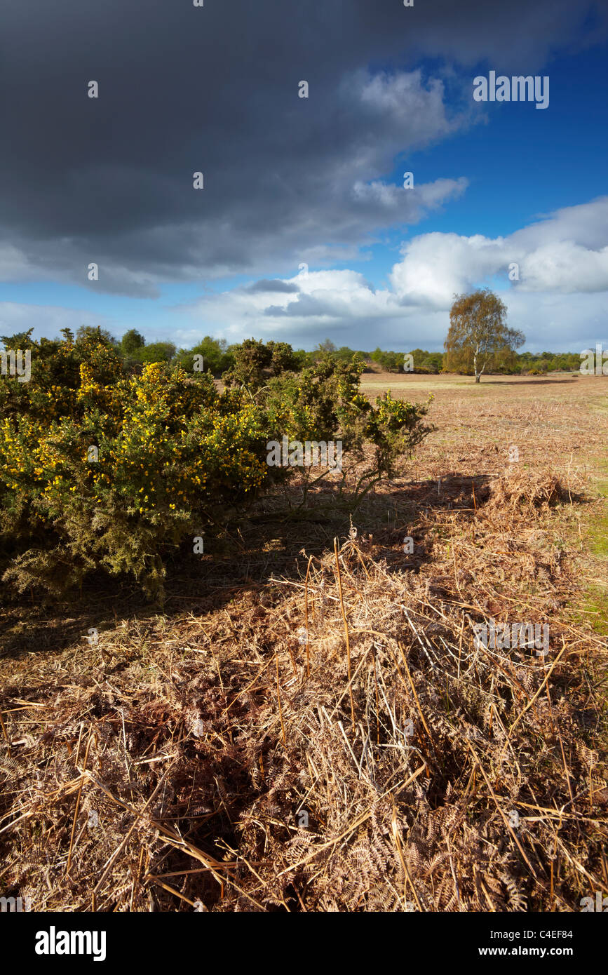 Westleton Heide in Suffolk Stockfoto