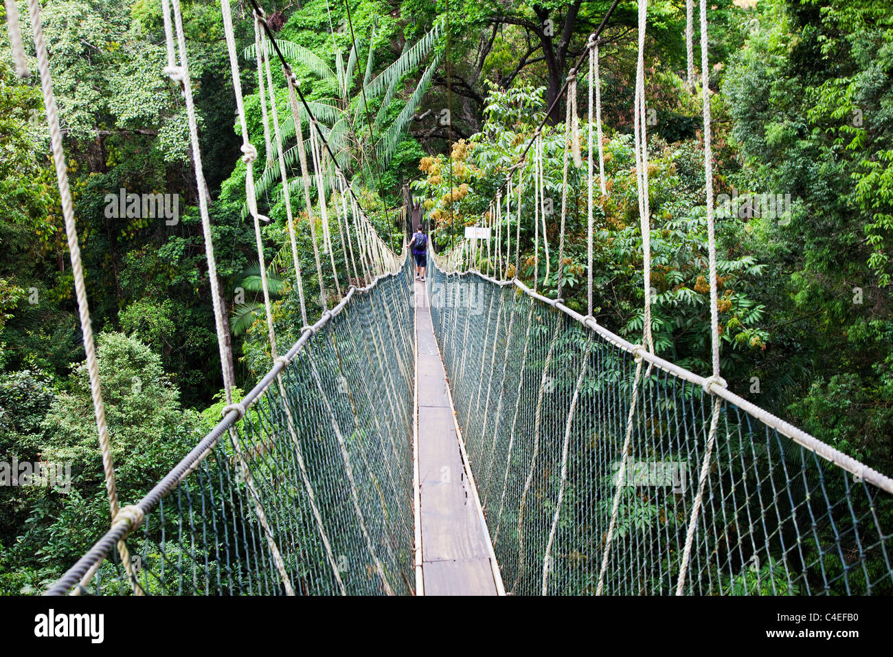 Überdachunggehweg, Taman Negara N.P. Malaysia Stockfoto