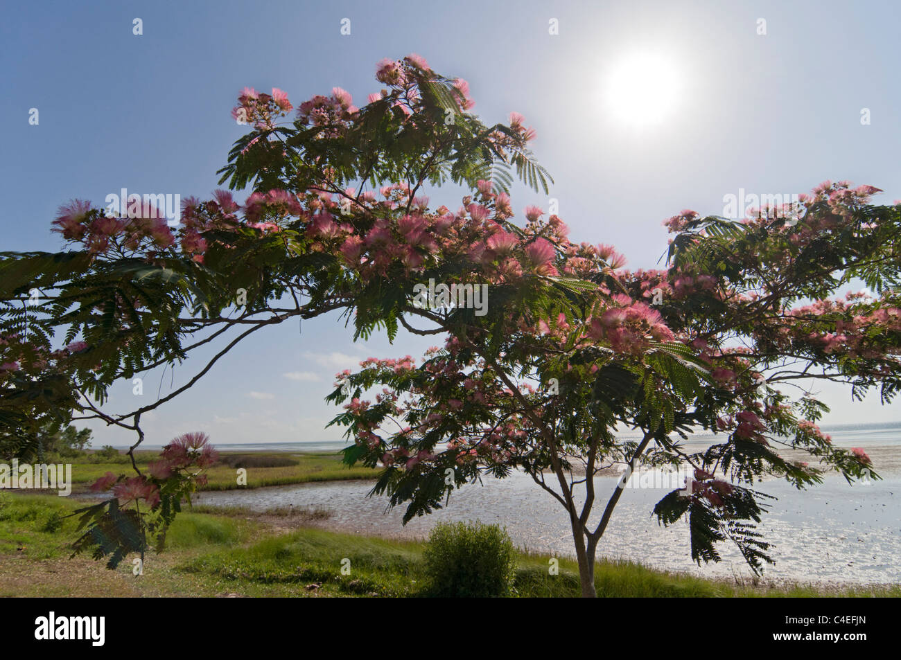 Florida Panhandle Mimosen oder persischer Silk Baum in voller Blüte entlang Apalachicola Bay. Stockfoto