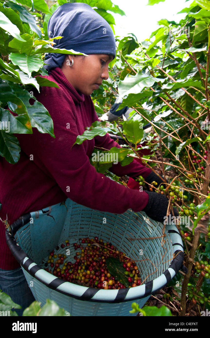 Arbeitnehmerin Costa Rica Hügel Zentraltal Rode Kaffeeplantage Stockfoto