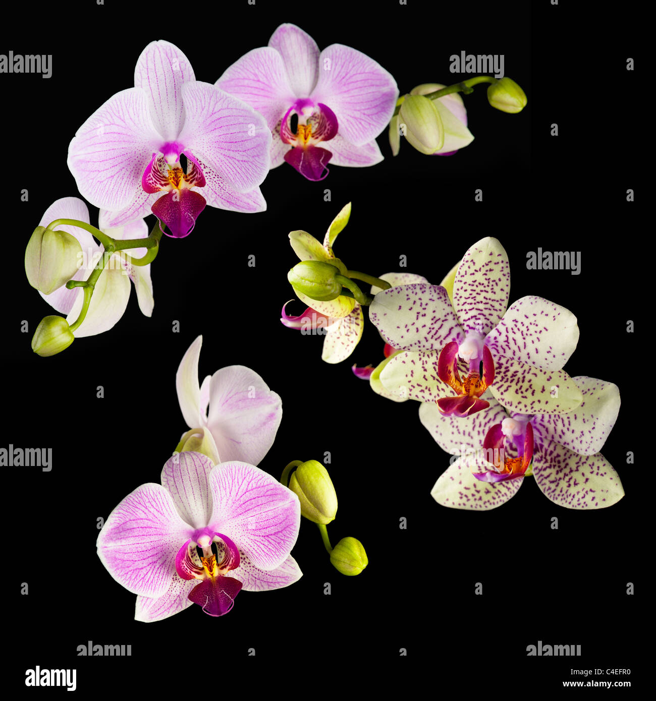 Schöne Orchidee blüht auf schwarzem Hintergrund festlegen Stockfoto