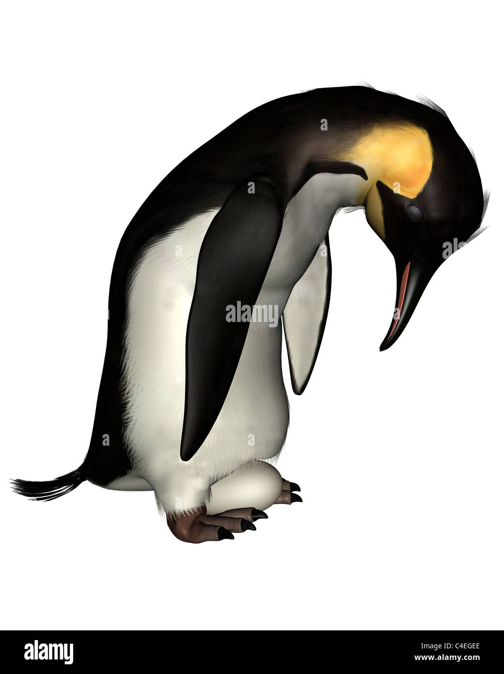 Kaiserpinguin mit Ei Stockfoto