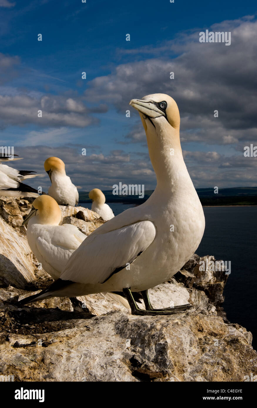Basstölpel auf dem Bass Rock Stockfoto