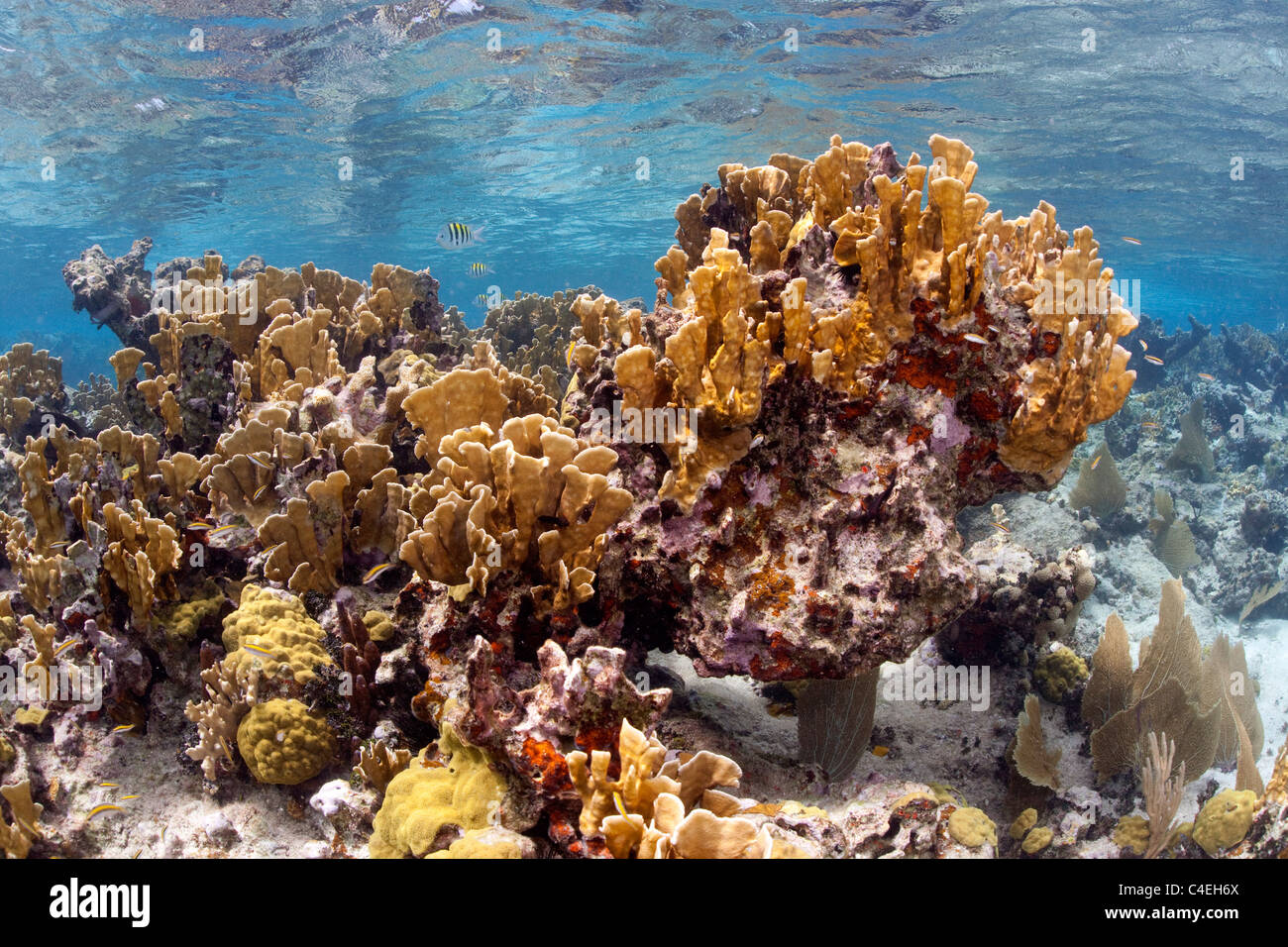 Einem großen Stand der Feuerkoralle am Jardines De La Reina vor der Küste von Kuba. Stockfoto