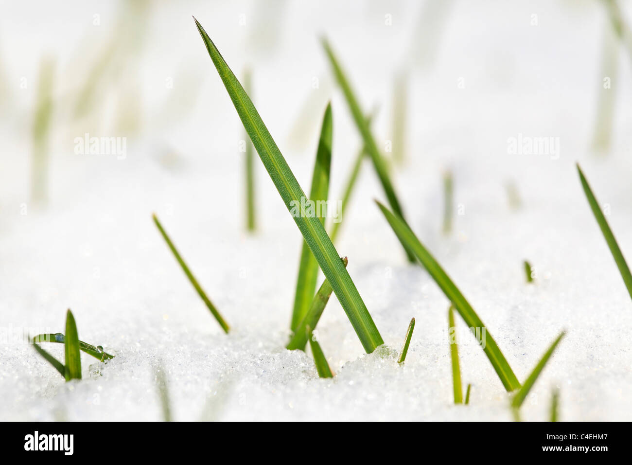 Grashalme im Schnee, in der Nähe. Winnipeg, Manitoba, Kanada. Stockfoto