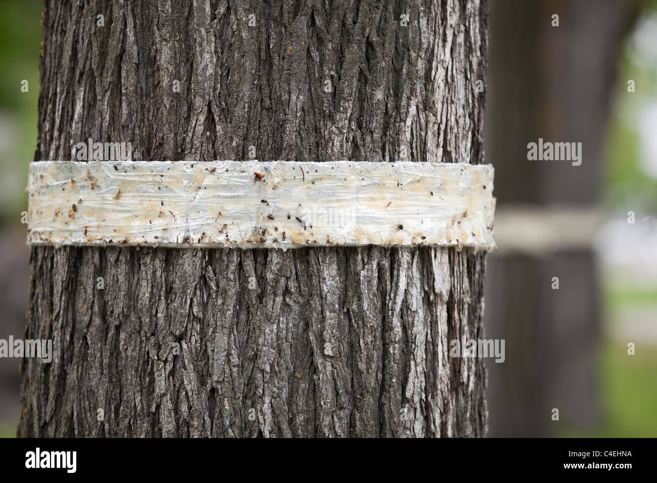 Baum Streifenbildung von Ulmen.  Winnipeg, Manitoba, Kanada. Stockfoto