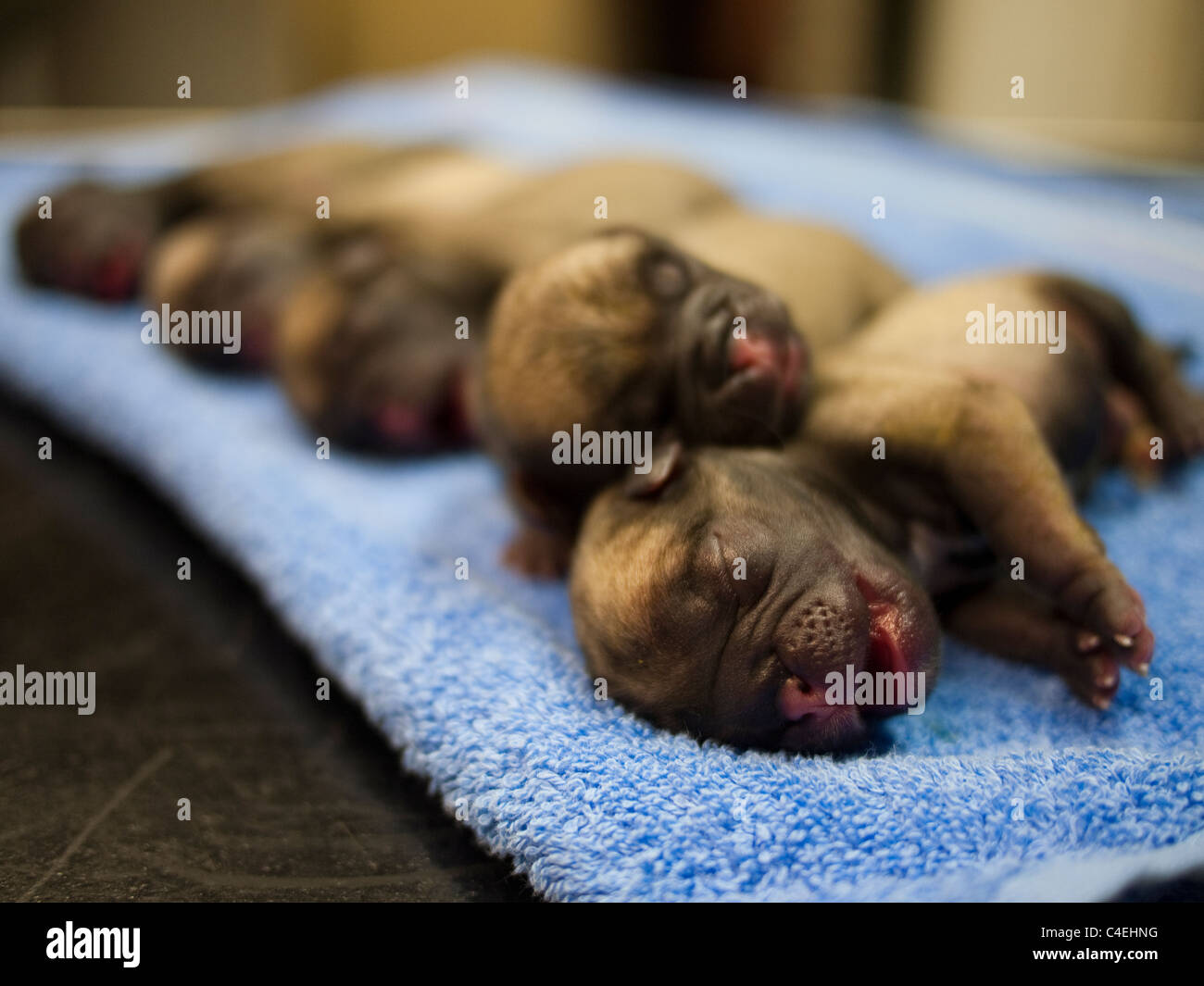 Funf Neugeborene Mops Welpen In Einer Reihe Stockfotografie Alamy