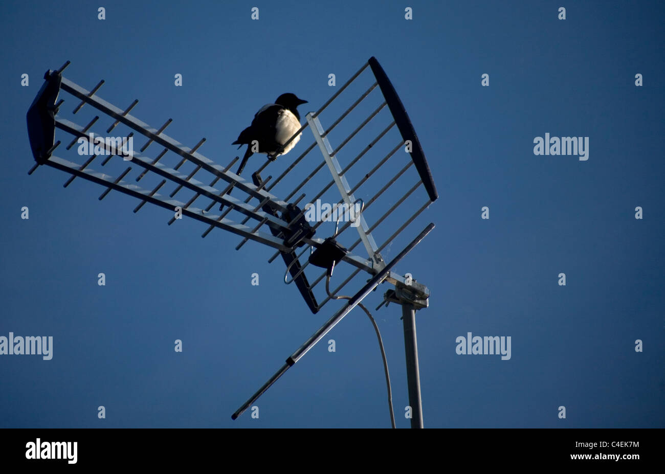 Ein Elster oder Urraca Vogel (Pica Pica) sitzt in einer Fernsehantenne entlang den französischen Weg nach Santiago De Compostela, Spanien Stockfoto