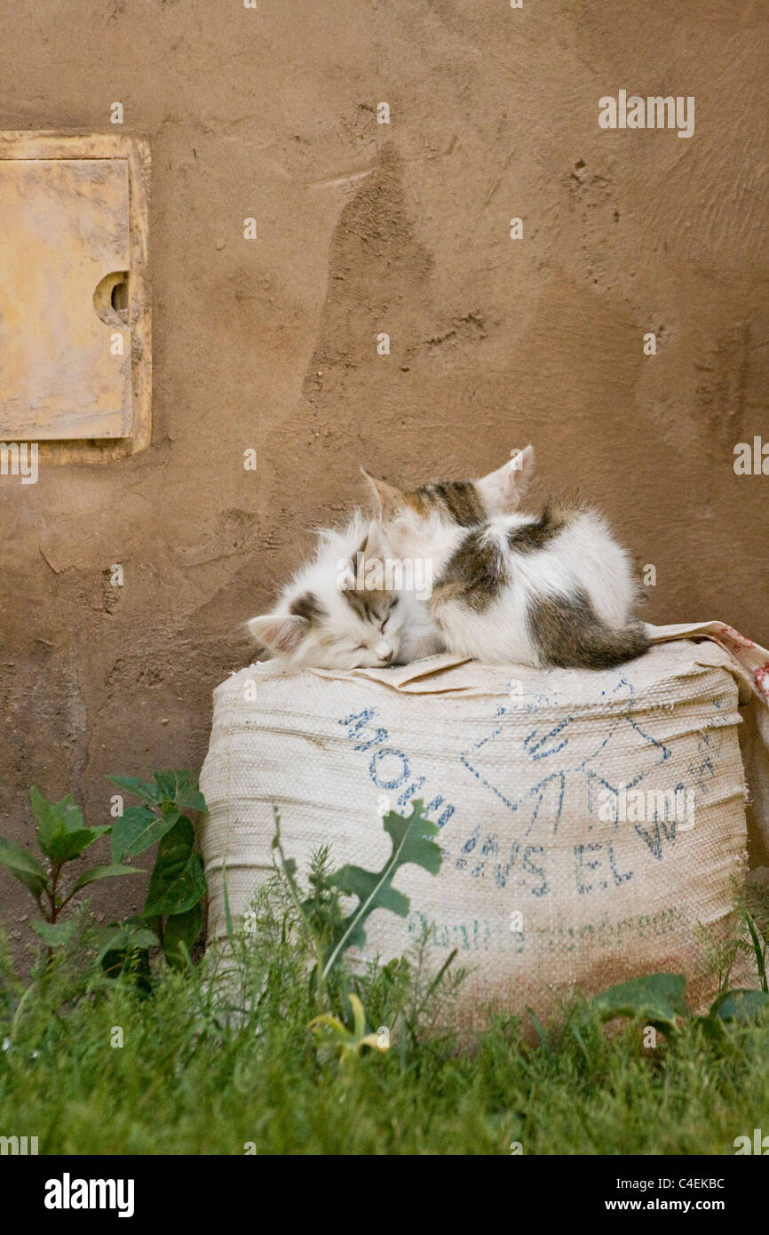 Zwei Kätzchen schlafen auf einen Sandsack in einem Garten. Stockfoto