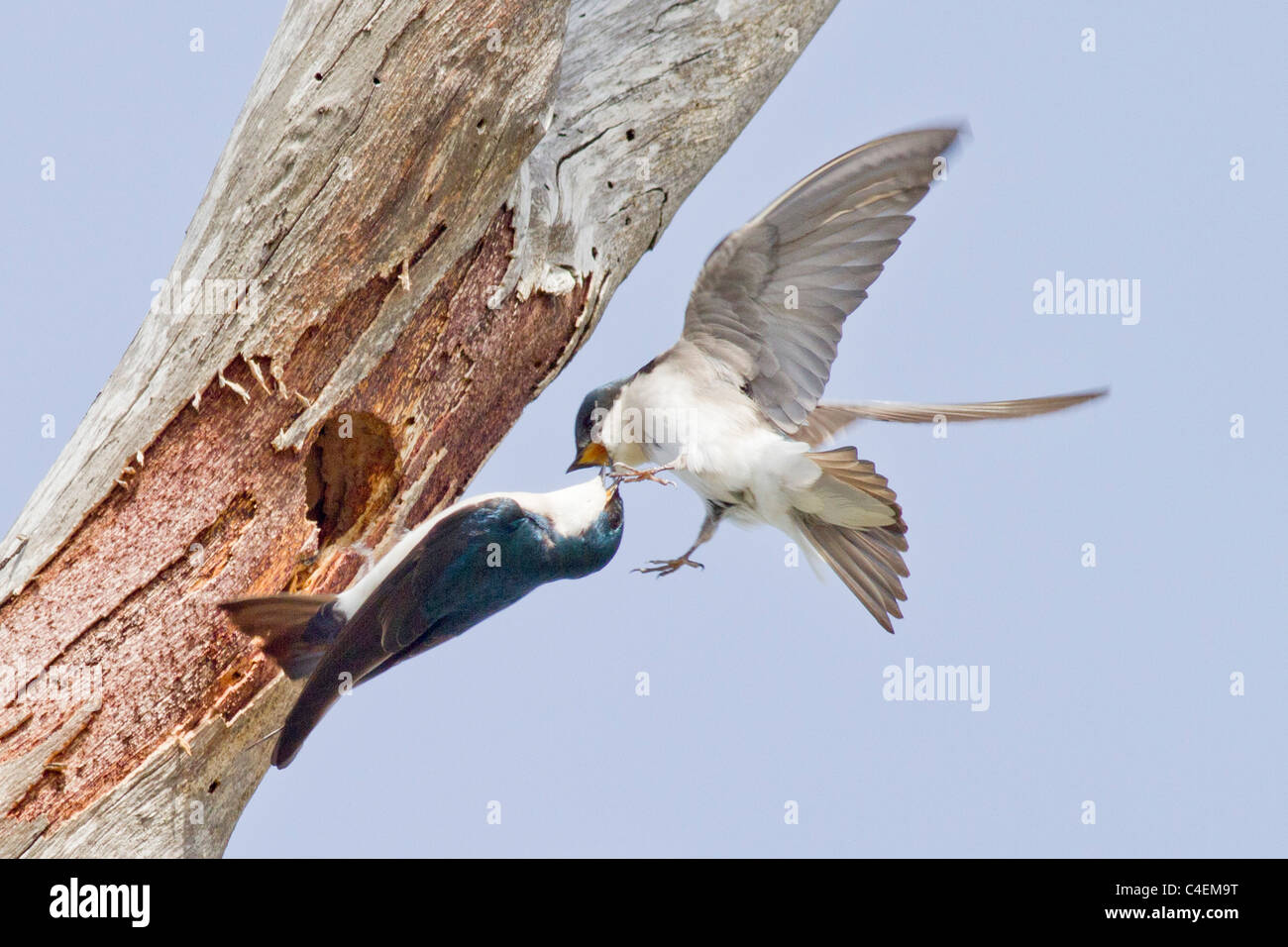 Baum-Schwalbe am Eingang in das Nest in einem Baum hohl mit seine Kumpel in der Luft begrüßen. (Tachycineta bicolor). Stockfoto