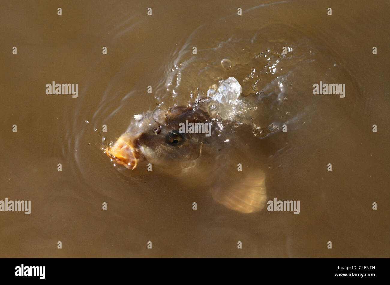 Karpfen, die Fütterung von der Oberfläche auf Brot in einen See zum Angeln. Stockfoto