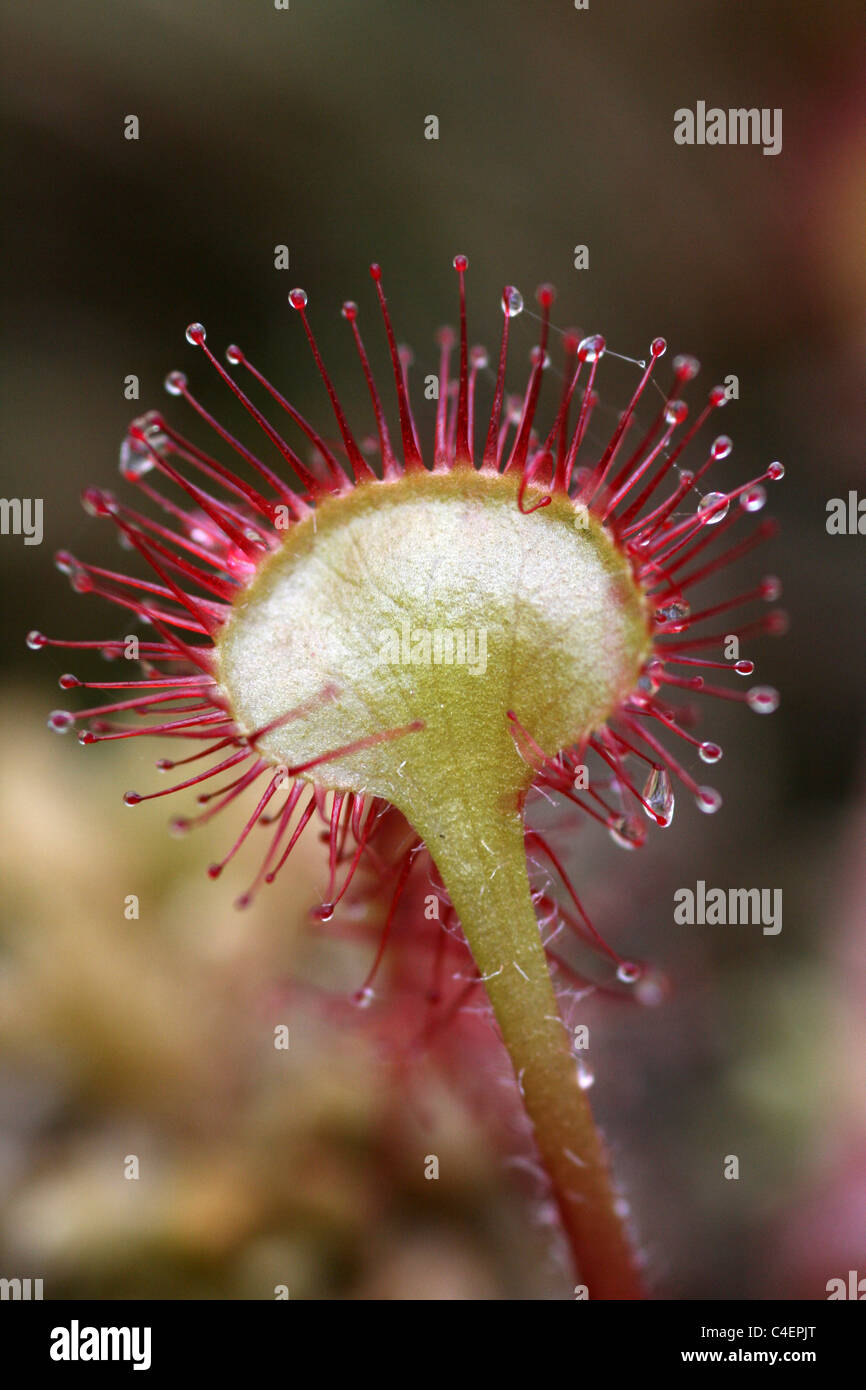 Lamina und klebrigen roten glanduläre Haare von A Runde-leaved Sonnentau Drosera Rotundifolia, Cumbria, UK Stockfoto