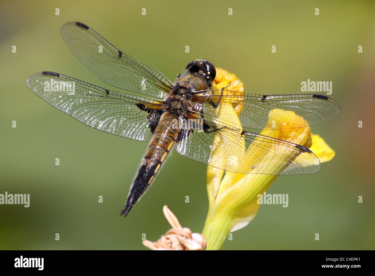 Vier-spotted Chaser Libellula Quadrimaculata Taken in Cumbria, UK Stockfoto