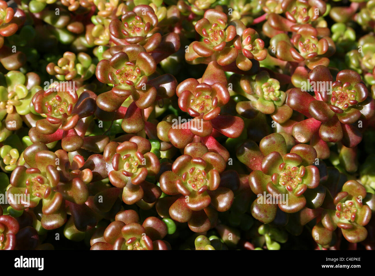 Saftige Blätter von einem Sedum Pflanzen, Cumbria, UK Stockfoto