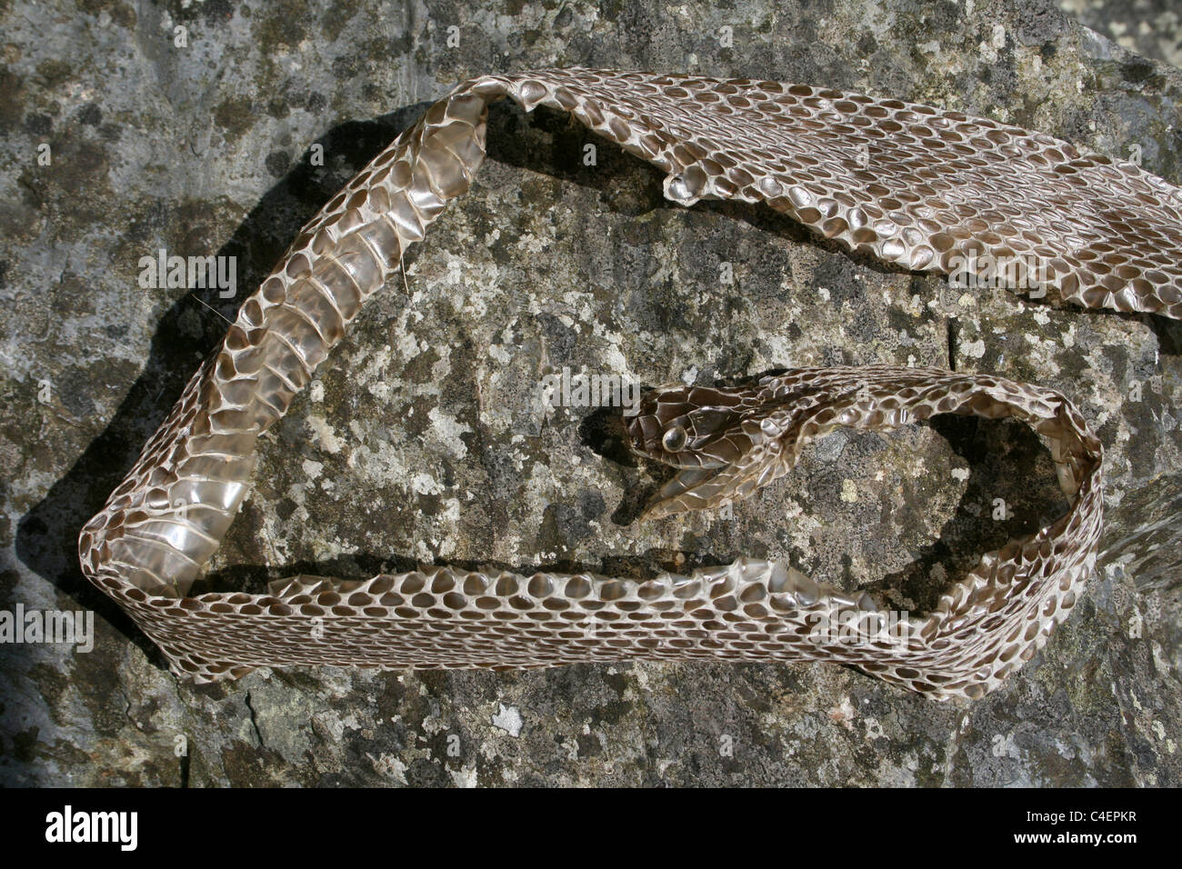 Vor kurzem Schuppen Haut von einer Schlange, Cumbria, UK Stockfoto