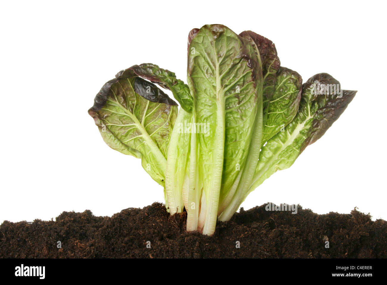 Roten Edelstein Salat wachsen im Boden vor einem weißen Hintergrund Stockfoto