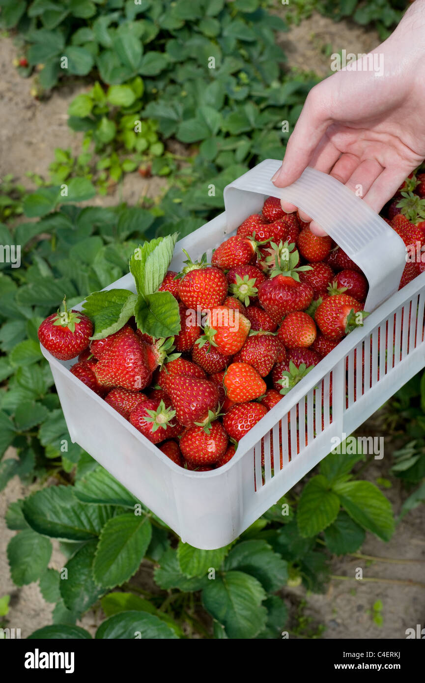 reife Erdbeeren in weißer Kunststoff-Körbchen Stockfoto