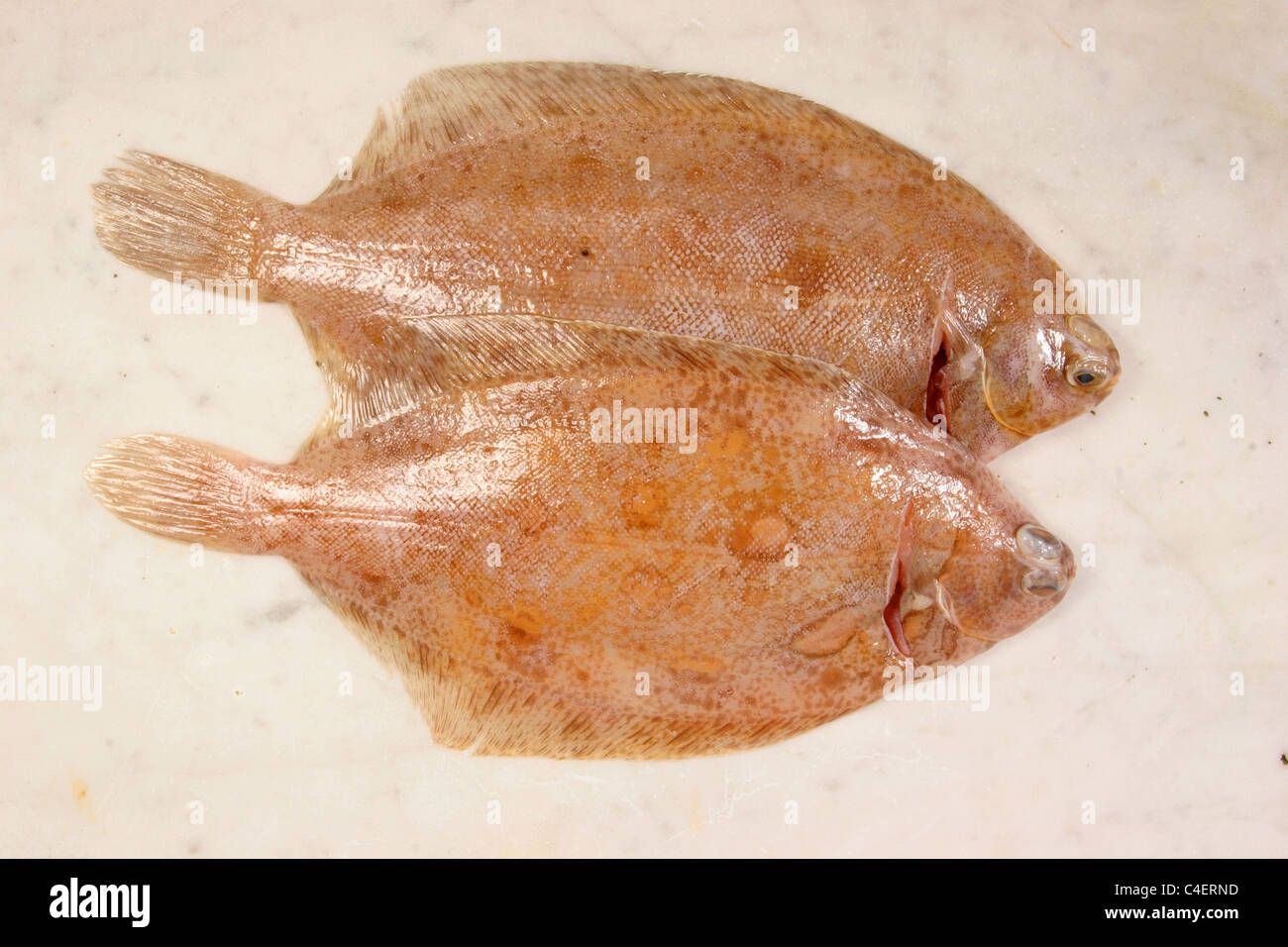 Zwei Rotzunge auf Marmorplatte Stockfoto