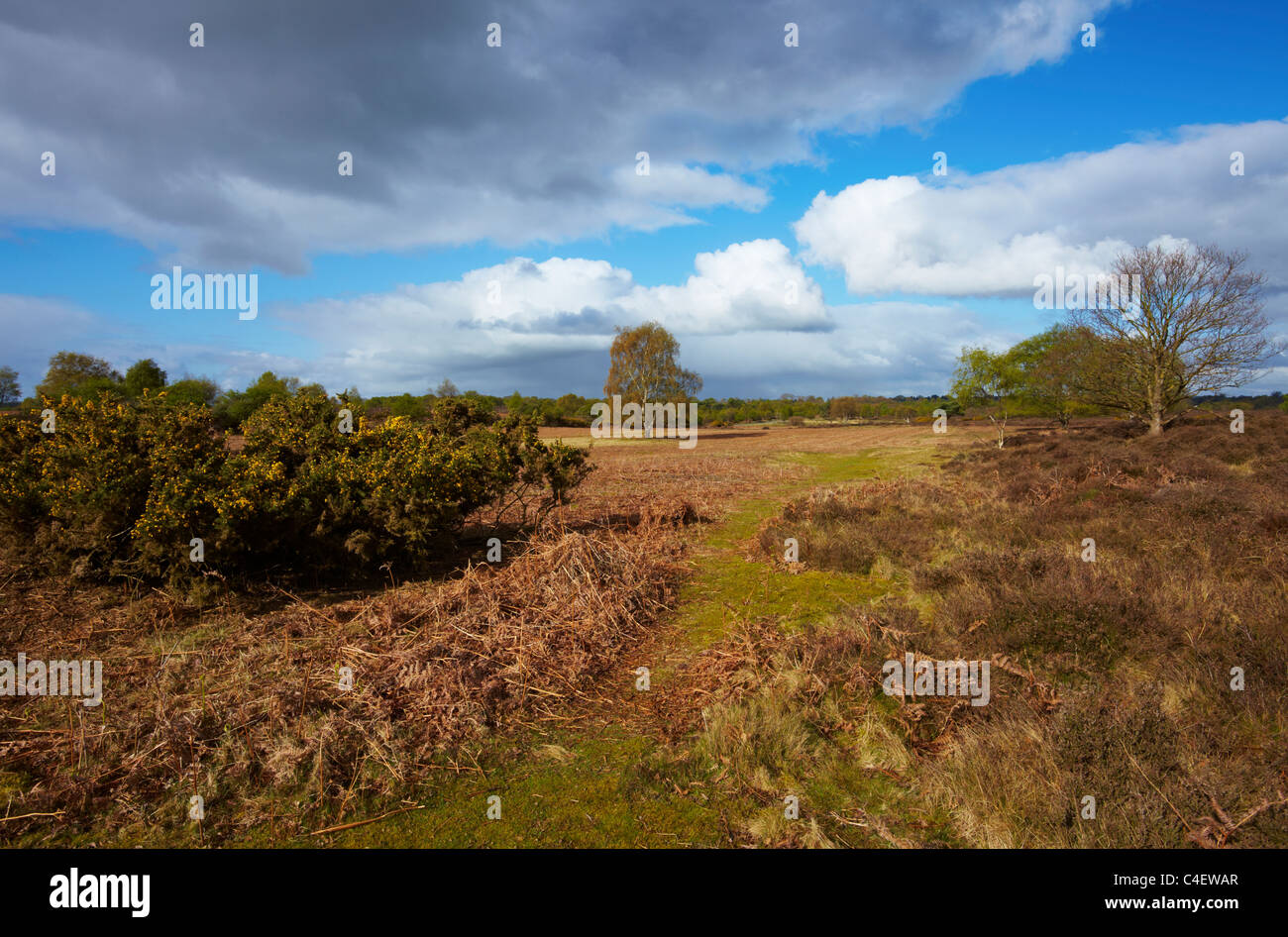 Westleton Heide in Suffolk Stockfoto