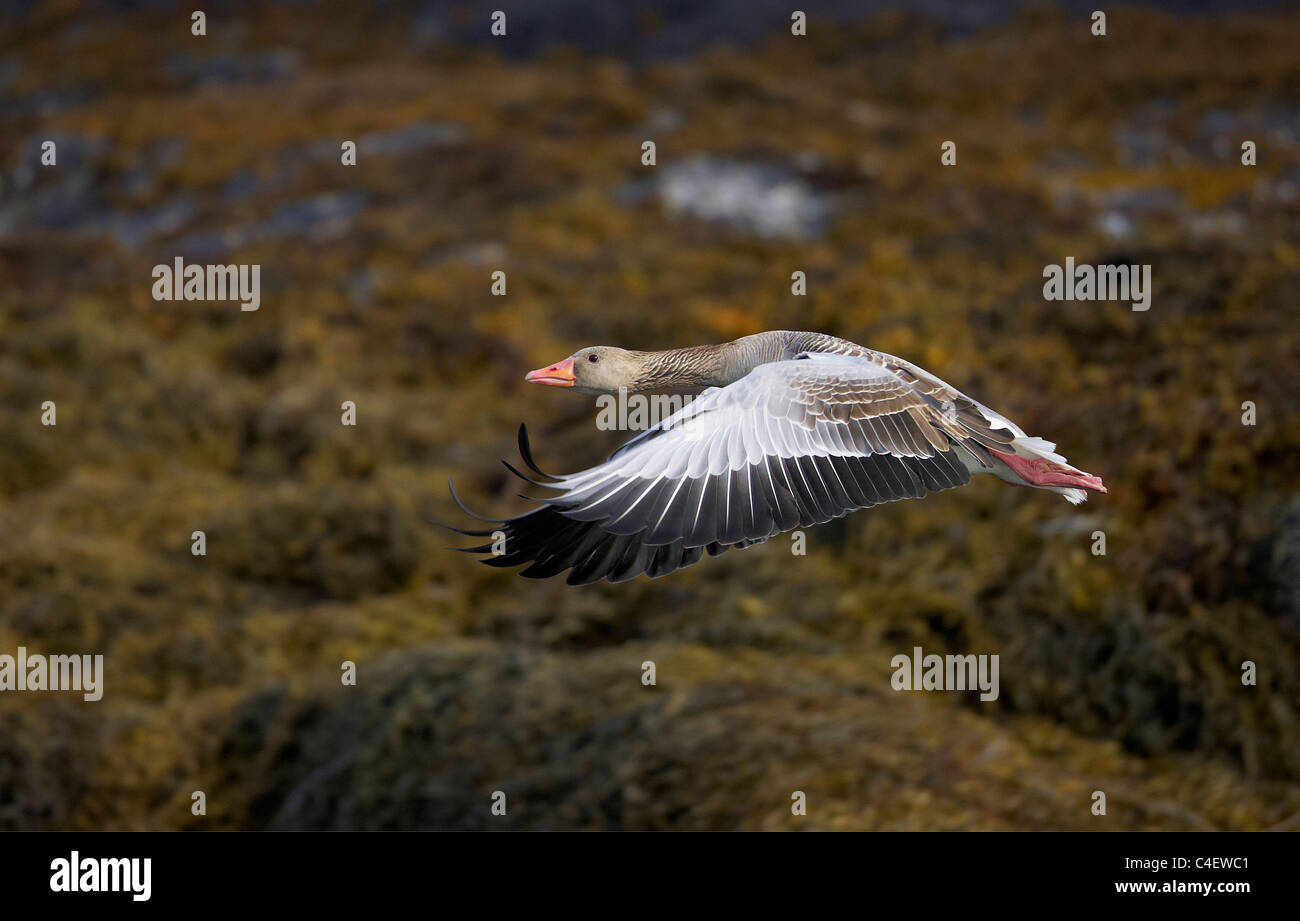 Graylag Goose Graugans (Anser Anser), Erwachsene im Flug. Norwegen. Stockfoto